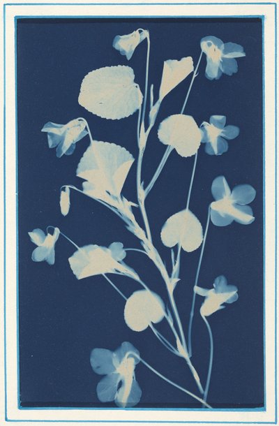 Zonder titel,c. 1900 (foto) door Bertha Jaques
