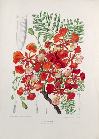 Poinciana Regia, illustratie uit Fleurs, Fruits et Feuillages Choises de la Flore et de la Pomone de l