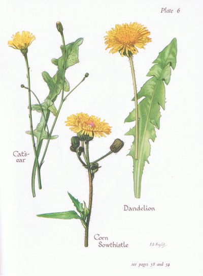 Kattenoor, Paardenbloem, Akkerdistel door Bessie D. Inglis