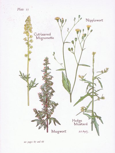 Gesneden Reseda, Bijvoet, Melkkruid, Heggenrank door Bessie D. Inglis