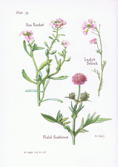 Pinksterbloem of koekoeksbloem, veldscabiosa, zeeraket door Bessie D. Inglis