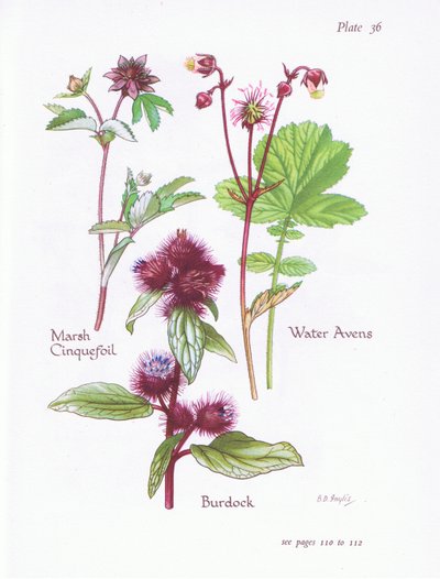 Moerasganzerik, klis, wateravens door Bessie D. Inglis