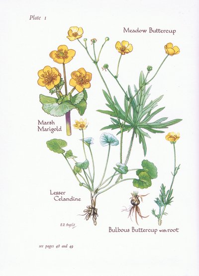 Dotterbloem, Kleine Leeuwentand, Boterbloem, Knolboterbloem door Bessie D. Inglis