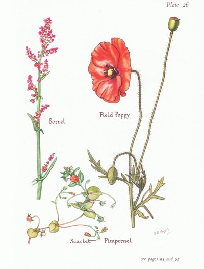 Zuring, scharlakenrood guichelheil, klaproos door Bessie D. Inglis