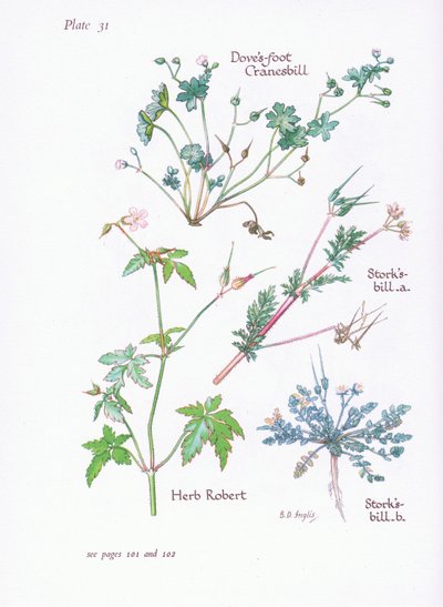 Reigersbek, duivenvoet, ooievaarsbek, robertskruid door Bessie D. Inglis