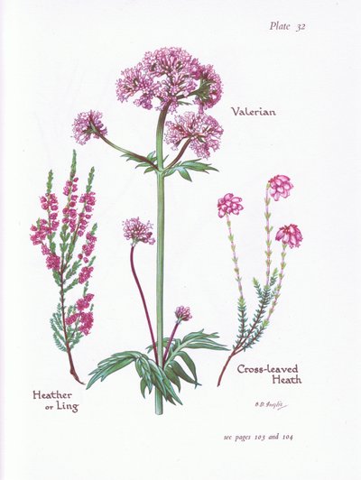 Valeriaan, heide of dopheide, kruipende heide door Bessie D. Inglis