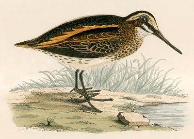 Jack Snipe door Beverley R. Morris