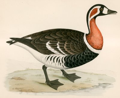 Roodborstgans door Beverley R. Morris