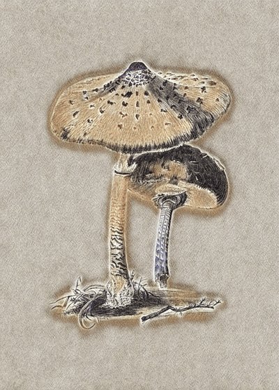 Handgetekende parasolpaddenstoel, bruin door Biodiversity Heritage Library.