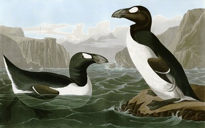 Grote Alk door Bird Artist of America. John James Audubon