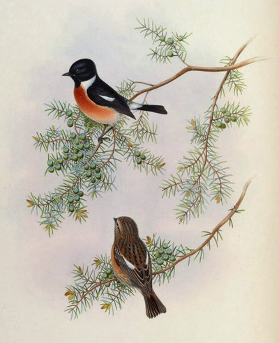 Saxicola maurus indicus, op Juniperus formosana. Uit The Birds of Asia (John Gould), Volume 4 door BirdsAsiaJohnGoIVGoul_0144.jpg