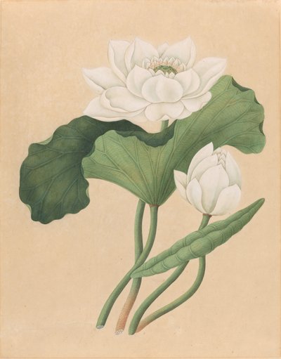 Oost-Indische Lotus (Nelumbo nucifera) door British 19th Century