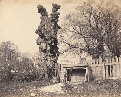 Oude boom bij Chatham door British 19th Century