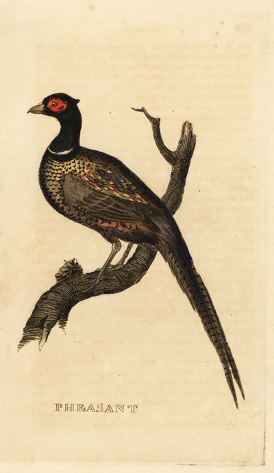 Gewone fazant, Phasianus colchicus door British School