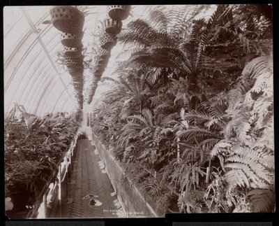 Planten in een Kas op het Helen Gould Landgoed (voormalige Jay Gould Residentie) in Tarrytown, New York door Byron Company