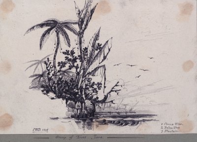 Groep bomen.... Java. 1. Cacaoboom, 2. Palmboom, 3. Bananenboom door C.W. Browne