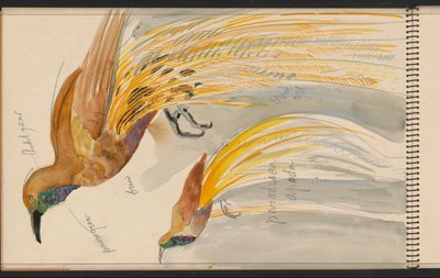 Großer Paradiesvogel door Carel Adolph Lion Cachet