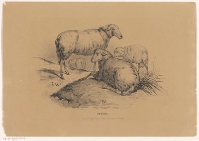 Vier schapen door Carel Christiaan Antony Last