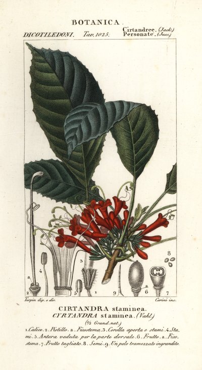 Cyrtandre plant, Cyrtandra staminea door Carini Carini