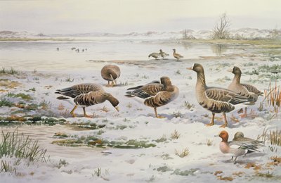 Rietganzen door Carl Donner