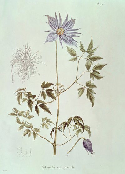 Clematis macropetala, uit 