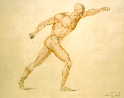 Anatomische Spieren van een Man in Volledige Strekking door Carl Haag