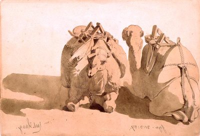 Studie van kamelen door Carl Haag