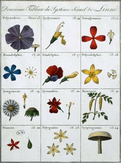 Tweede Tabel van het Linneaanse Planten Seksuele Systeem door Carl Linnaeus