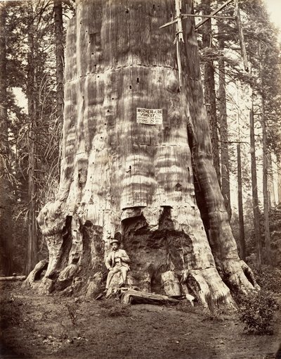 Moeder van het bos door Carleton Emmons Watkins