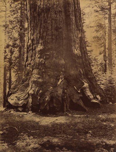 Sectie van de Grizzly Giant met Galen Clark, Mariposa Grove, Yosemite, 1865-66 door Carleton Emmons Watkins