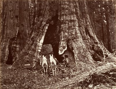 De driepoot, 94 voet omtrek, 1865-66, gedrukt ca. 1876 door Carleton Emmons Watkins
