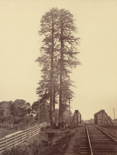 Twin Redwoods, Palo Alto, ca. 1877 (foto) door Carleton Emmons Watkins