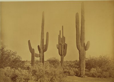 [Cactus, Arizona - Cereus Giganteus]. door Carleton Watkins