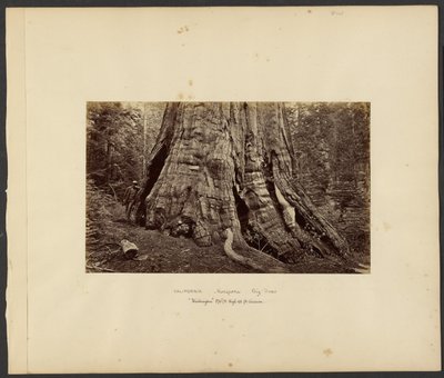 [Californië - Mariposa grote bomen, "Washington" 270 ft. hoog, 92 ft. omtrek]. door Carleton Watkins