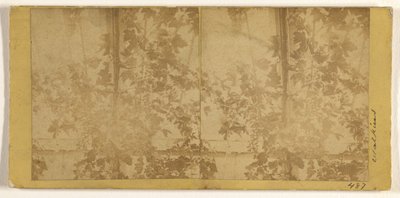 [Wijnranken] door Carleton Watkins