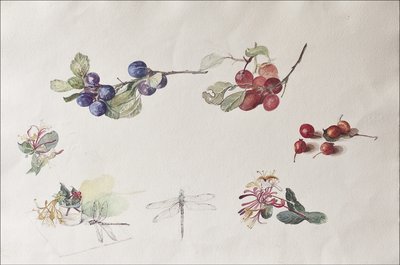 Herfstvruchten en bloemen, 2007 door Caroline Hervey Bathurst