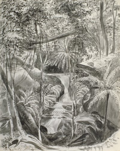 Jungle studie door Caroline Louisa Meredith