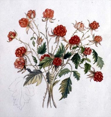 Wilde Framboos door Caroline Louisa Meredith