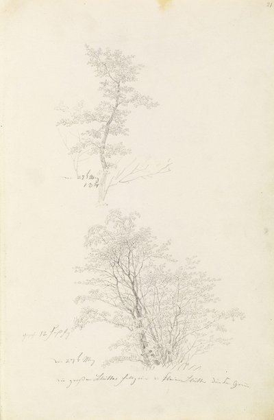 Groep jonge bomen door Caspar David Friedrich
