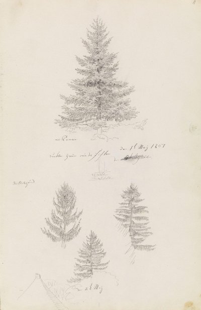 Spar en drie studies van sparren door Caspar David Friedrich