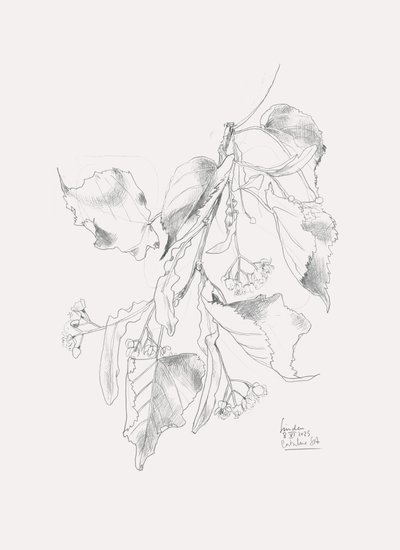 Fijne schets van een lindeboom door Catalina Somolinos