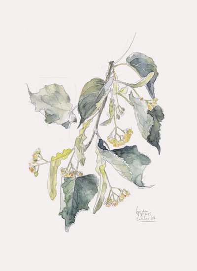 Linden Branch in aquarel door Catalina Somolinos