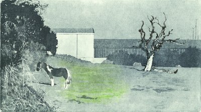 Geconfronteerd met nieuwe groei, 2016 (Aquatint ets en drogenaald) door Catherine Sutcliffe-Fuller