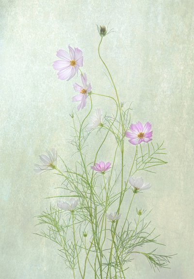 Verfijnde cosmosbloemen door Catherine Wang