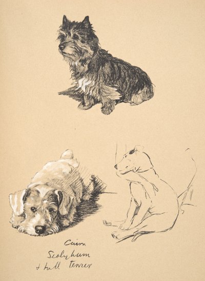 Cairn, Sealyham en Bull Terrier, 1930, Illustraties uit zijn Schetsboek gebruikt voor Just Among Friends, Aldin, Cecil Charles Windsor (1870-1935), later uitgegeven door Eyre and Spottiswoode Limited, 1934 door Cecil Charles Windsor Aldin