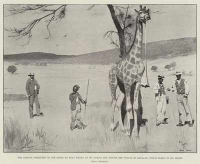 De giraf gepresenteerd aan de koningin door koning Khama op zijn geboorteland voor de reis naar Engeland, die eindigde in zijn dood door Cecil Charles Windsor Aldin