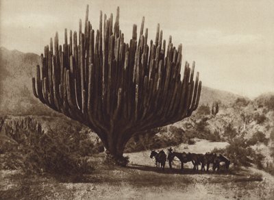 Mexico: Cactus in de vorm van een kandelaar, Oaxaca door Cecile Seler Sachs