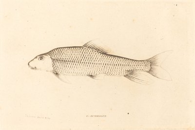 C. Aureolus door Charles Alexandre Lesueur