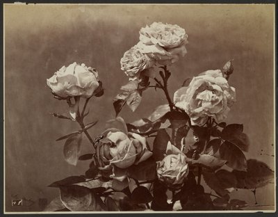 [Rozen] door Charles Aubry