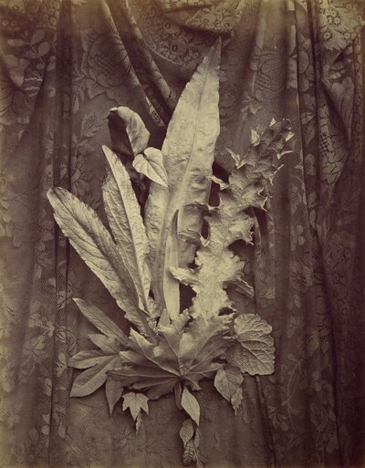 [Studie van bladeren op een achtergrond van bloemenkant], 1864 door Charles Aubry